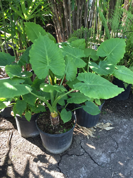 Elephant Ears