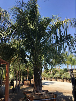 Mule Palm