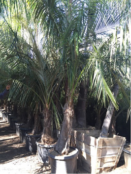 Mule Palm